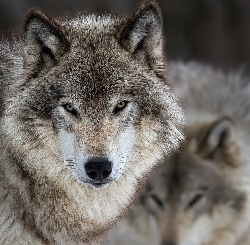 colorado wolf and wildlife center