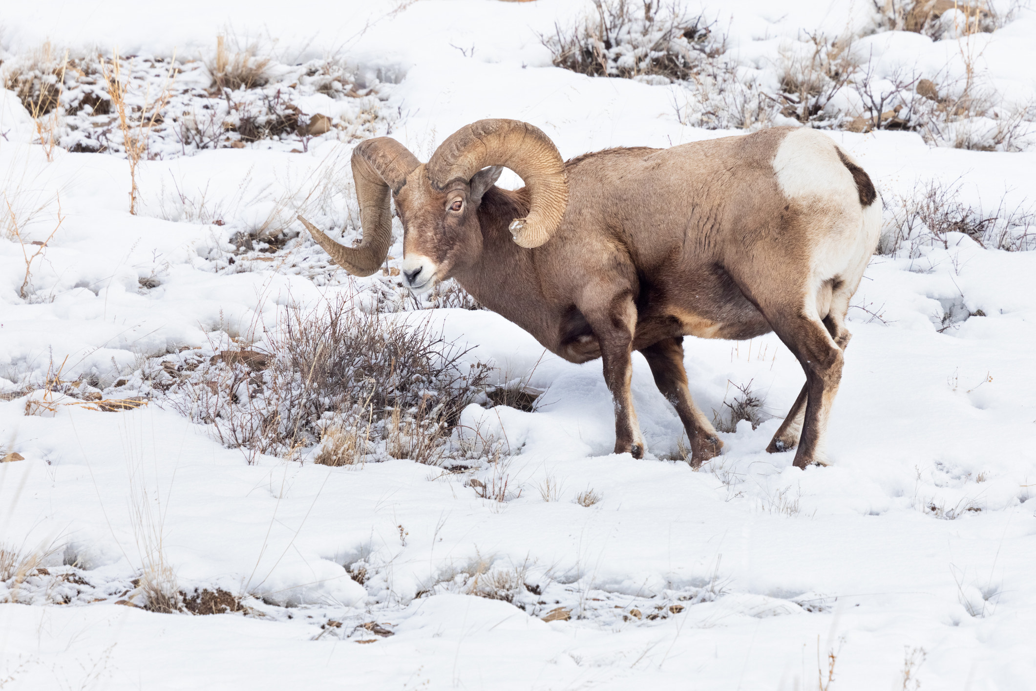 Bighorn Sheep Canyon Half Day