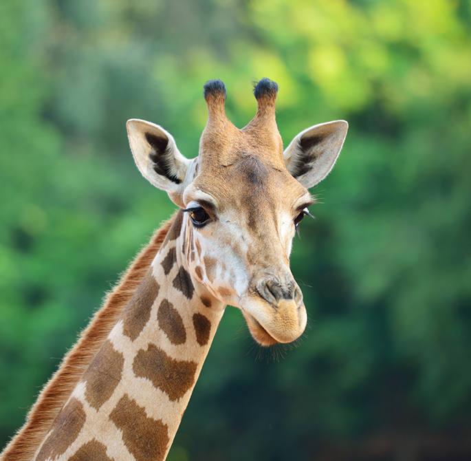 Cheyenne Mountain Zoo