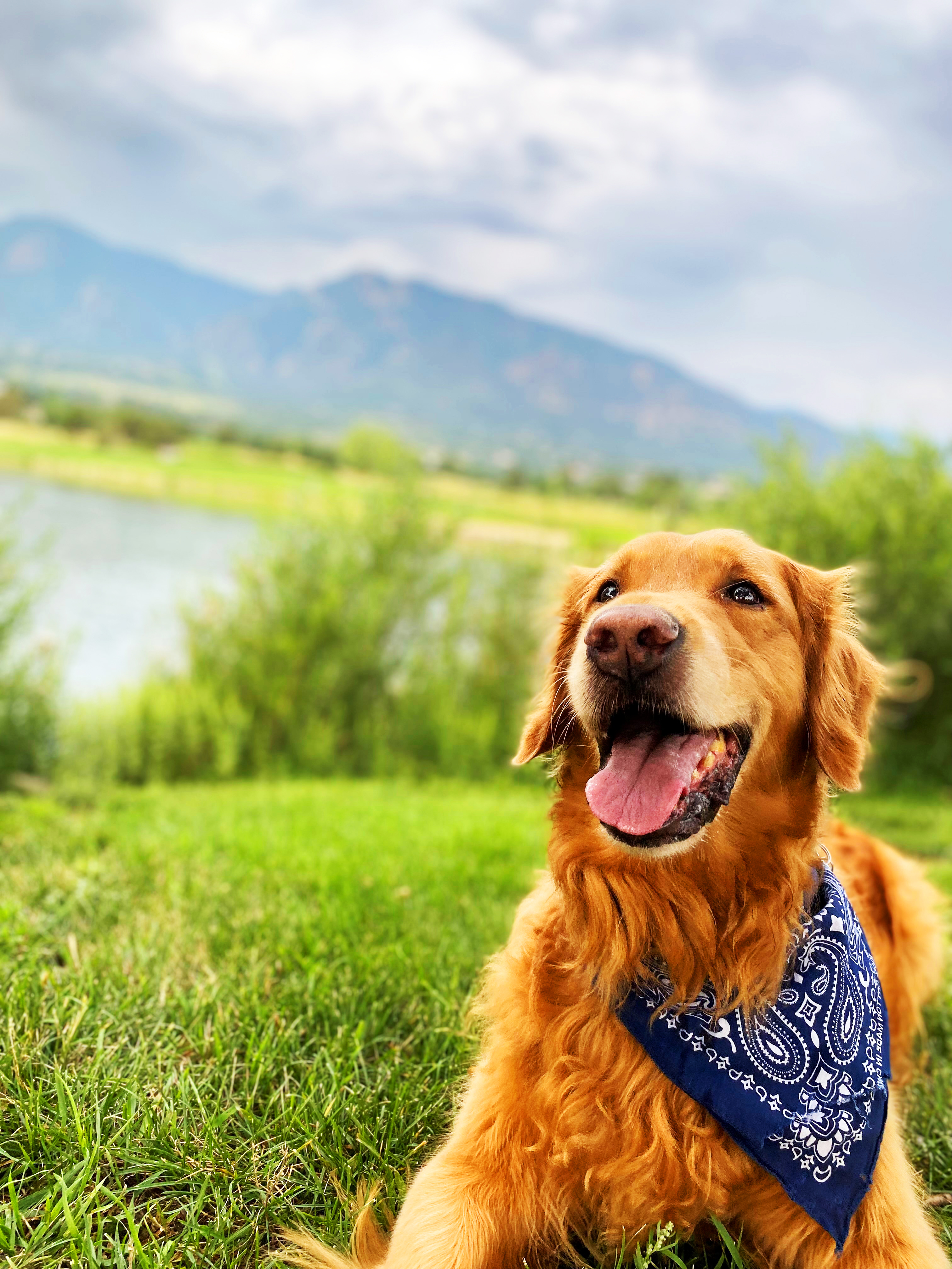 Traveling With Dogs In Colorado