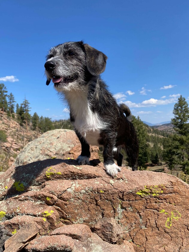 hiking with your pup