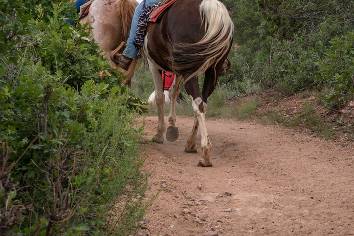 horseback riding colorado springs